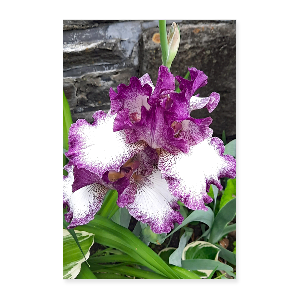 Poster 8x12 Fowers bloom - By Brother John Dunning - white