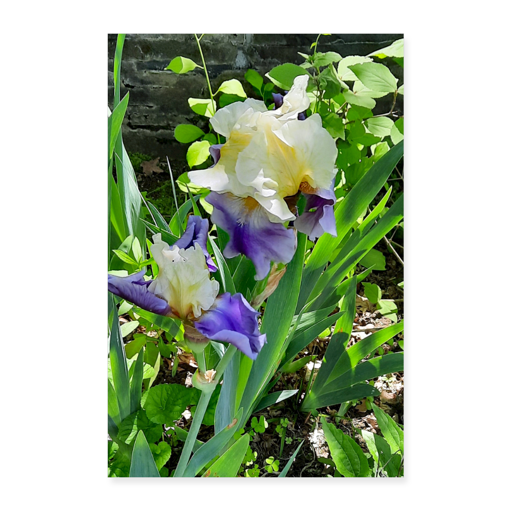 Poster 8x12 Flower Bloom 2 - By Brother John Dunning - white