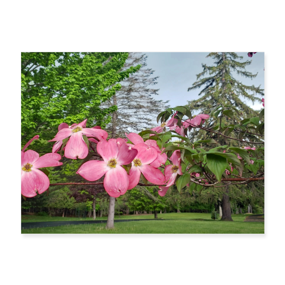 Poster 24x18 Esopus flowers / by Miriam Eisenmenger - white