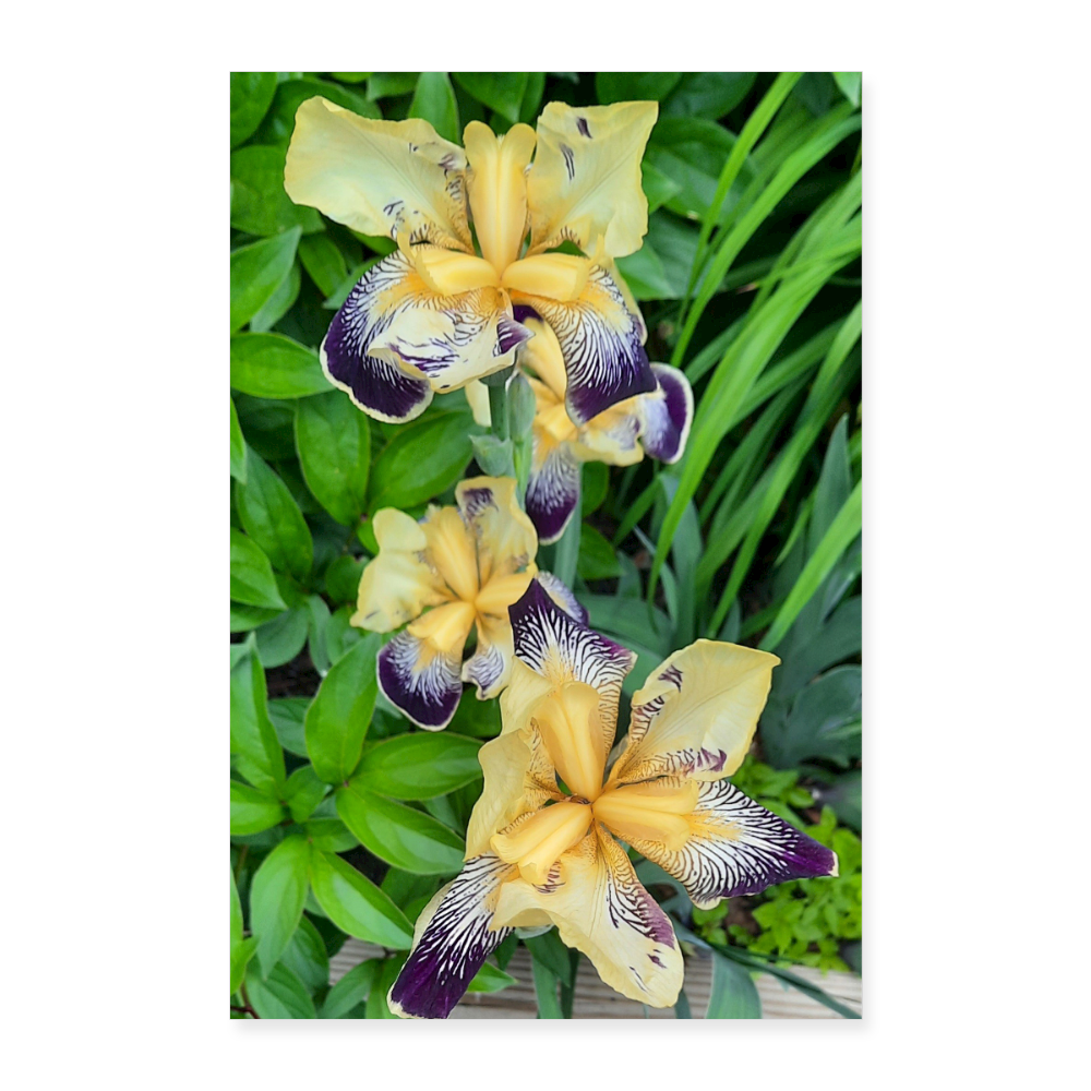 Poster 8x12 Flower Bloom 3 - By Brother John Dunning - white